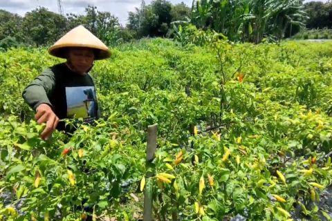 Petani milenial raup untung dari budidaya cabai