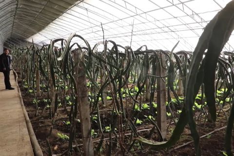 Tanam buah tropis di daerah bersalju tak lagi mustahil