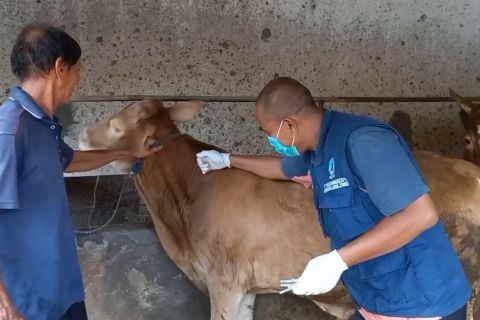 Upaya Pemkab Madiun cegah penyebaran penyakit mulut dan kuku hewan