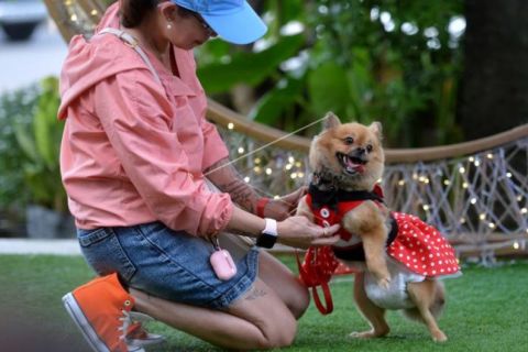 Kontes Kostum Anjing
