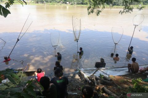 Musim ikan mabuk di Sungai Brantas