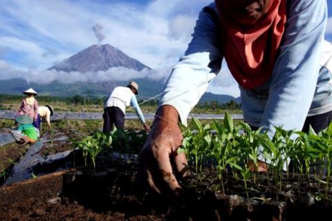 Harga Bibit Cabai Naik
