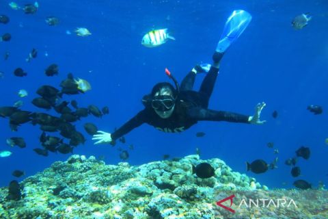 Snorkeling di objek wisata Taman Laut Olele