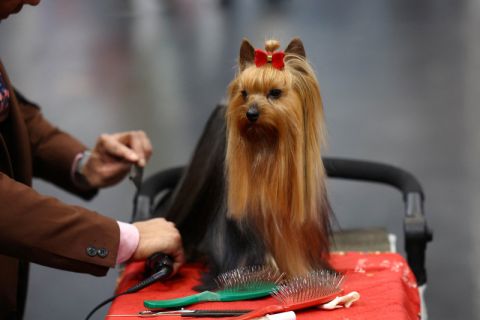 Pameran anjing Crufts di Birmingham
