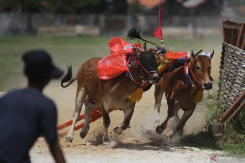 Latihan karapan sapi di Bangkalan