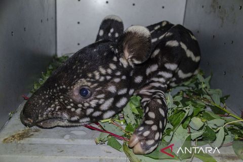 BBKSDA Riau evakuasi bayi tapir