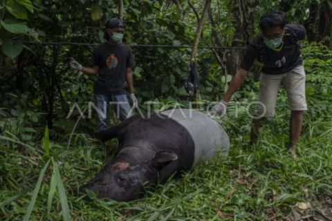Tapir Ditemukan Mati Di Pekanbaru