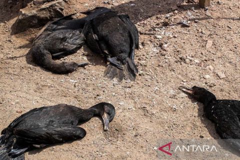 Chili temukan kasus pertama flu burung pada warganya