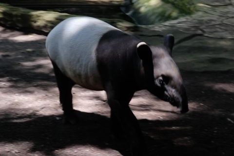 BKSDA apresiasi pengembangbiakan tapir di Kebun Binatang Bandung