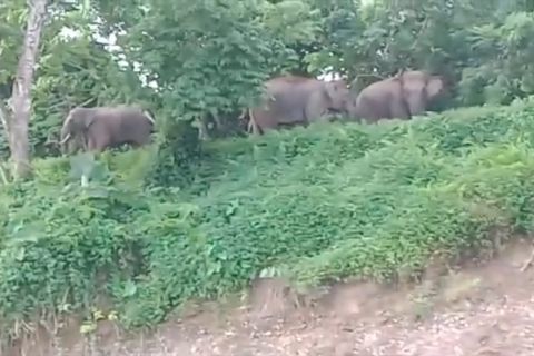 Mengurai konflik gajah dengan manusia di Aceh Utara