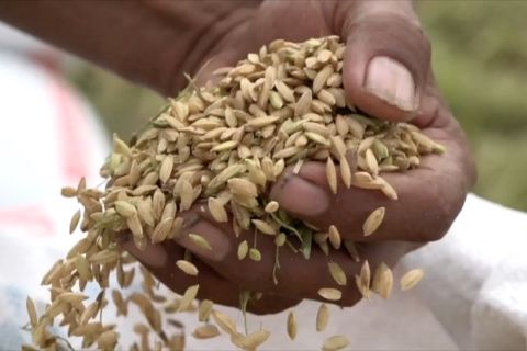 Pemerintah naikkan HPP, umumkan HET terbaru gabah dan beras