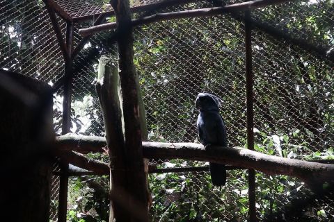 Antisipasi flu burung, ini langkah pencegahan Kebun Binatang Bandung