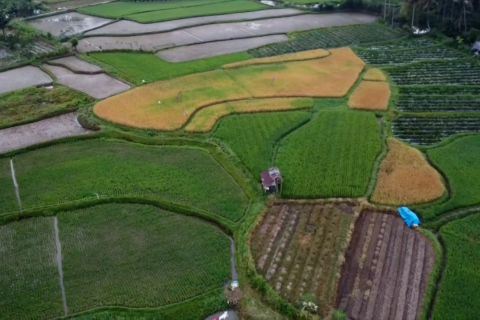 Distan Padang sebut kemurnian varietas dapat cegah hama wereng