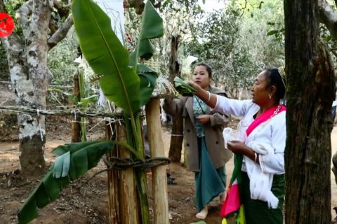 Yunnan gelar festival panen teh musim semi