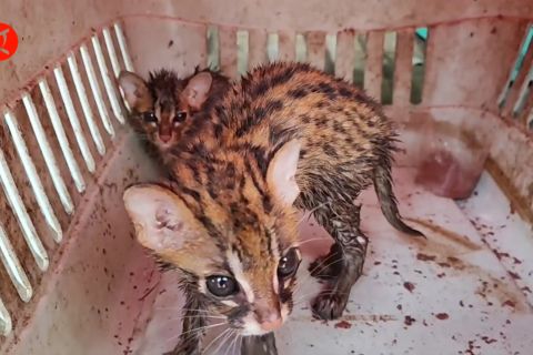 BKSDA Sumsel gagalkan penyelundupan kucing hutan