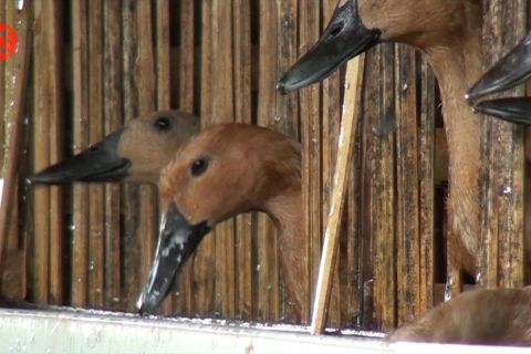 Cara Disbunnak Kalsel kendalikan penyebaran flu burung