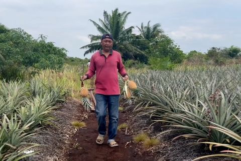 Desa Penyengat budidaya tanaman nanas tanpa membakar lahan