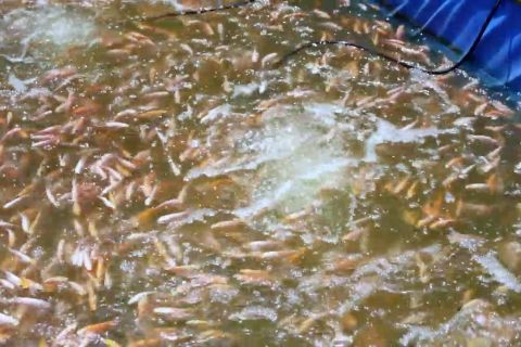 Budi daya ikan nila untuk maksimalkan pekarangan