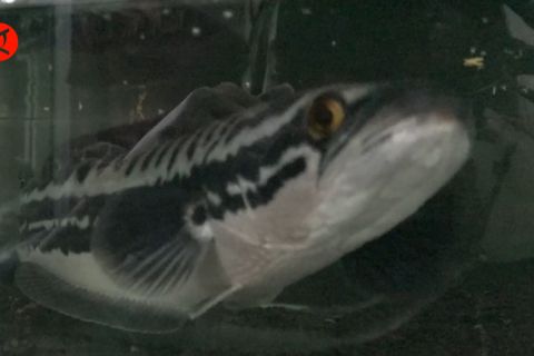 Ikan Gabus di lahan gambut, kombinasi cuan sambil tetap jaga hutan