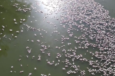 Jutaan ikan mati akibat gelombang panas di Australia
