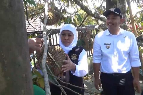 Khofifah: Petani durian Ngawi harus lakukan inovasi pemasaran