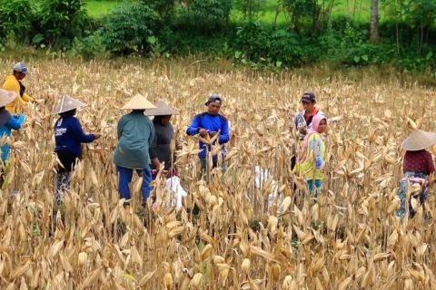 Lahan pertanian menyusut 10.000 hektare, NTB genjot pola tanam