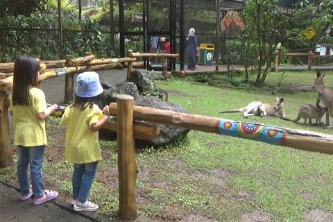 Libur Nyepi, ribuan pengunjung ramaikan Taman Safari Indonesia