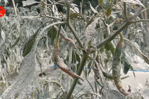 Meski terdampak abu, Pemkab Magelang pastikan pasokan sayuran aman