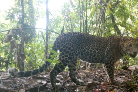 Populasi macan tutul di TN Meru Betiri terus bertambah