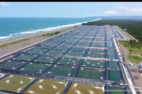 Presiden resmikan 60 ha tambak udang berbasis kawasan di Kebumen