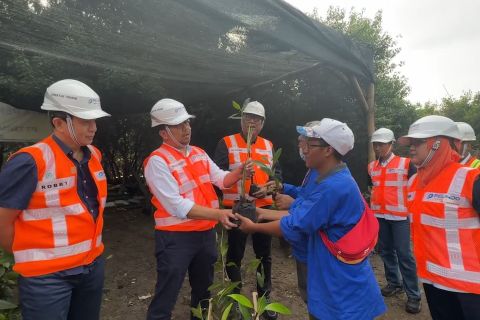 Terminal Petikemas Surabaya panen 10 ribu bibit mangrove