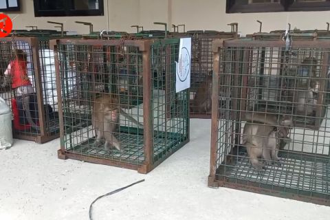 Warga Madiun serahkan 23 ekor monyet ke BBKSDA