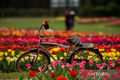 Indahnya bunga tulip dalam festival di New Jersey, AS