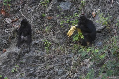 Aksi Beri Makan Satwa Liar