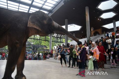 Taman Safari Indonesia dikunjungi 37 ribu wisatawan