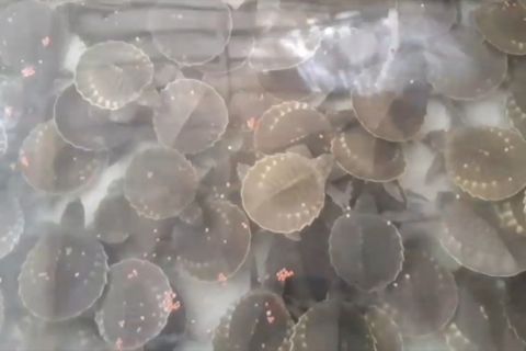 BBKSDA Jatim amankan ribuan ekor labi-labi asal Papua