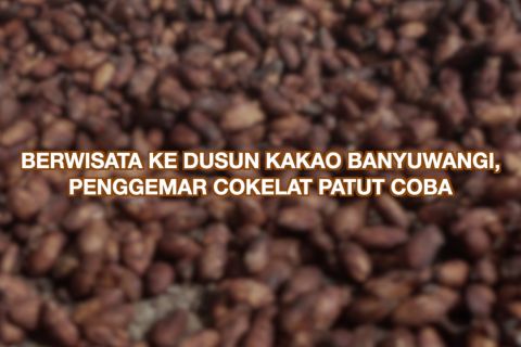 Berwisata ke Dusun Kakao Banyuwangi, penggemar cokelat patut coba