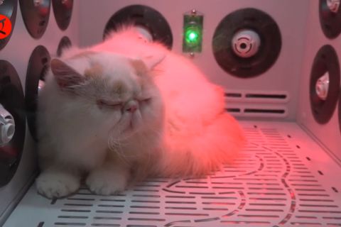 Jasa penitipan hewan beri ketenteraman selama mudik Lebaran