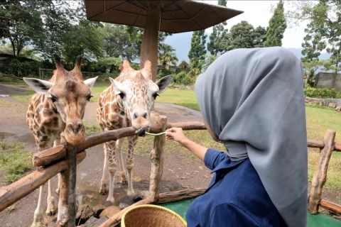 Rayakan libur Lebaran dengan menghirup udara segar dan menyapa satwa