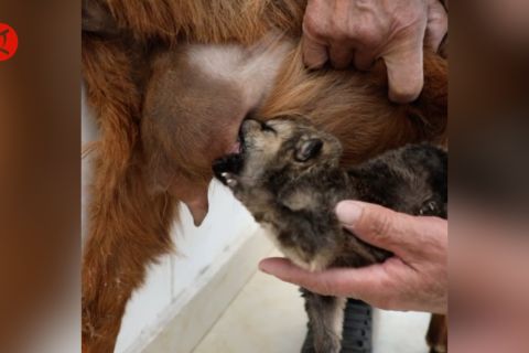Unik, kambing menyusui bayi anjing coyote di China