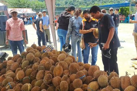 Warga Maluku di Jayapura gelar festival makan durian sepuasnya
