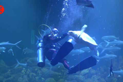 Wisata edukasi, mengenal biota laut di aquarium raksasa Pangandaran