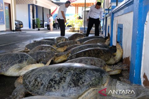 Polda Bali sita 21 ekor penyu hijau