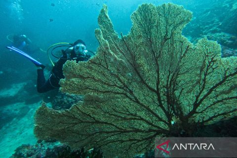 Menikmati pemandangan bawah laut Sabang