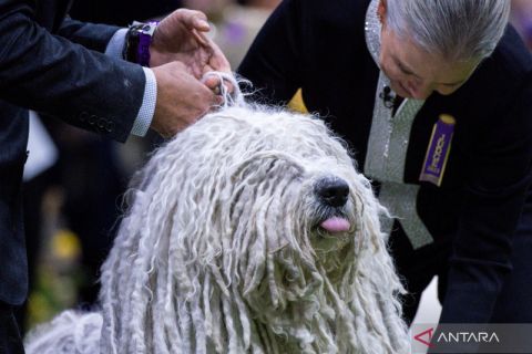 Kontes anjing Westminster Kennel Club ke-147