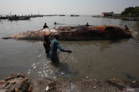 Evakuasi bangkai ikan Paus Balin di Surabaya