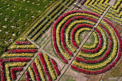 Wisata bunga Celosia di Gorontalo