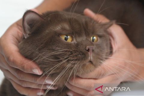 Kontes kucing di Malang