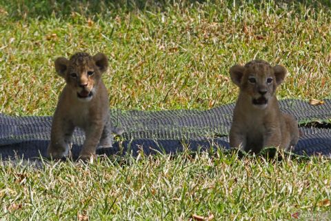 Pembiakan singa di Kebun Binatang Surabaya