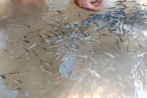 Gerakan bersih sungai dan tebar benih ikan demi kelestarian alam